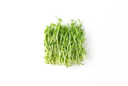 Micro Greens Punnet